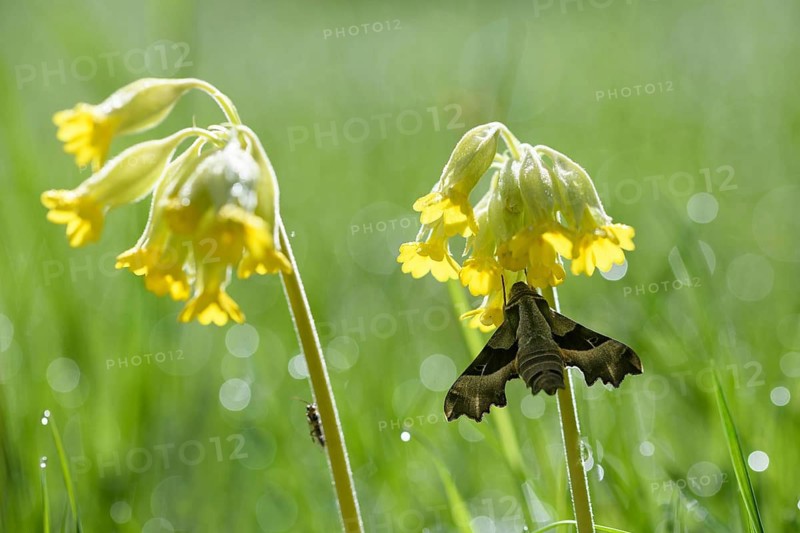 Evening primrose swarmer sits on the inflorescence of a cowslip, animals, insects, (Proserpinus proserpina), butterflies