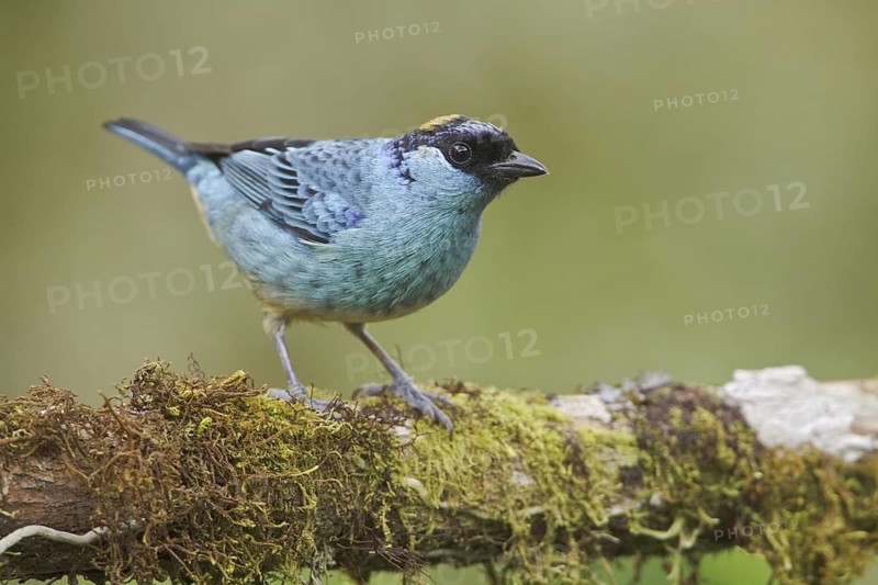 Golden-naped Tanager (Tangara ruficervix), Ecuador