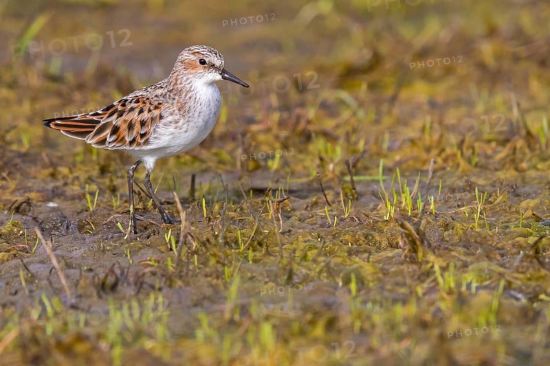 Zwergstrandläufer, Little Stint, Calidris minuta, Bécasseau minute, Correlimos Menudo