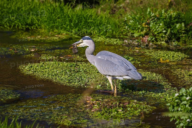Bottrop-Gladbeck, North Rhine-Westphalia, Germany, grey heron eats mouse, also called heron, on the renaturalised Boye, the tributary of the Emscher, was transformed into a near-natural watercourse, flood protection through newly designed flooding areas, the Boye is now free of sewage after the construction of a parallel sewer, is part of the Emscher river system and thus part of the Emscher conversion, was previously an open, above-ground sewer, mixed sewer with surface water and sewage