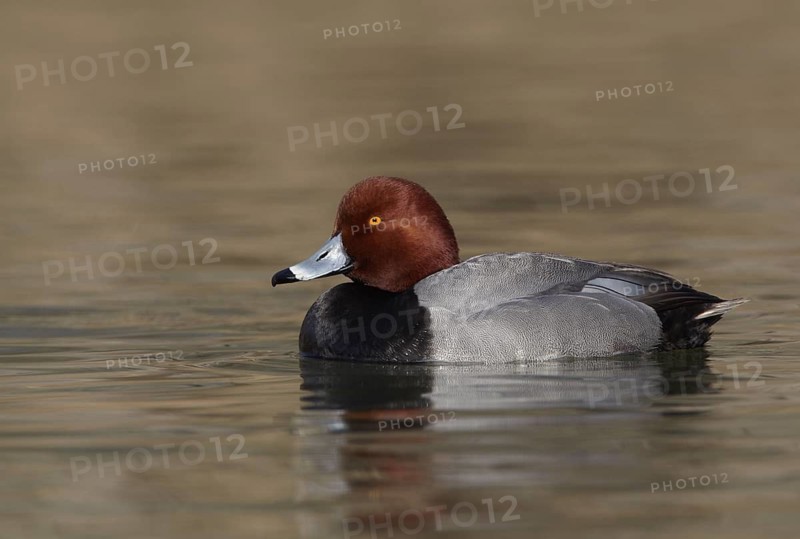 Redhead (Aythya americana) male, Ohio, USA