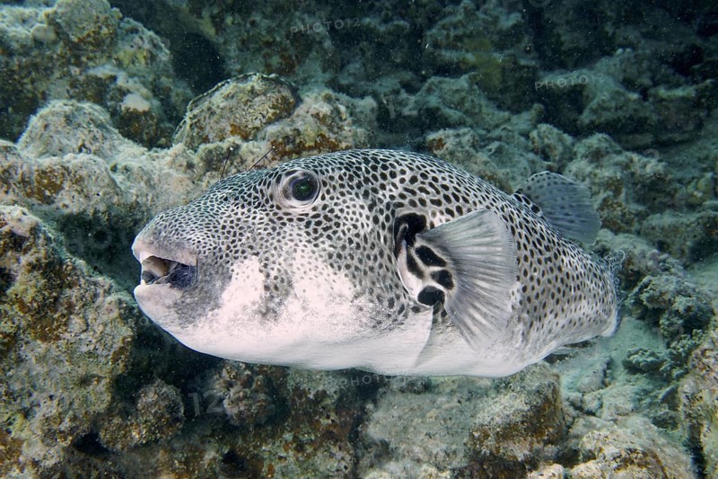 Giant pufferfish (Arothron stellatus)