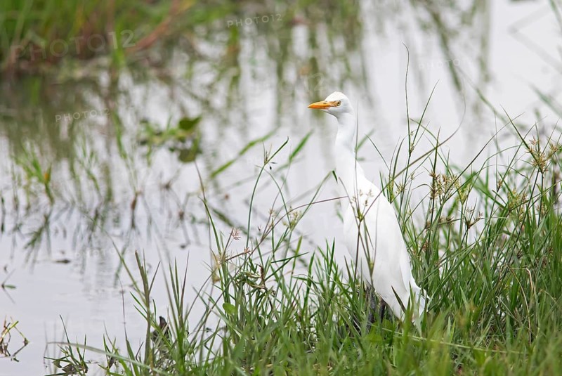Cattle egret (Ardea ibis, synonym: Bubulcus ibis) on the shore, Akagera National Park or Kagera National Park, Eastern Province, Rwanda