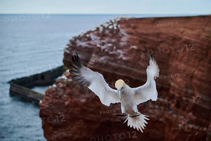 Northern gannet (Morus bassanus) landing over the cliffs, wildlife, Helgoland, Germany