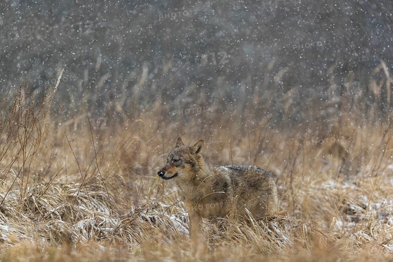 One young male eurasian gray wolf (Canis lupus lupus) running over a snow covered meadow during snowfall. Dark forest in the background