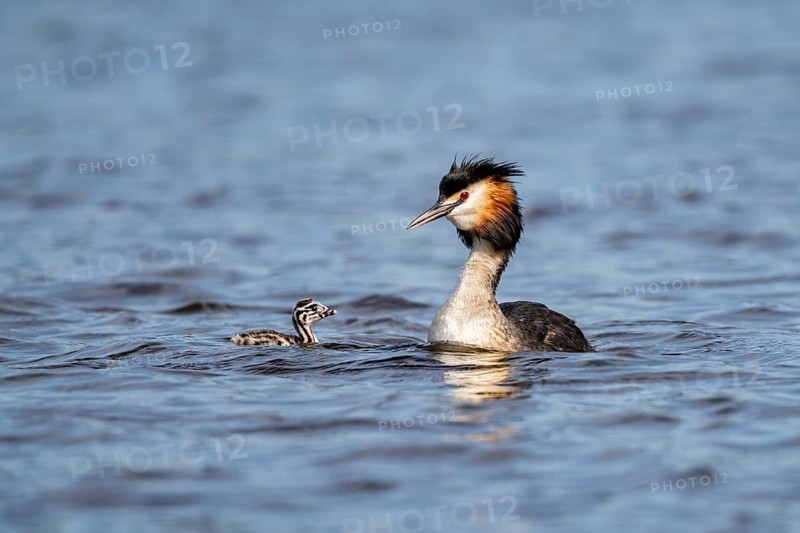 Great Crested Grebe (Podiceps Scalloped ribbonfish), with chicks, Vulkaneifel, Rhineland-Palatinate, Germany