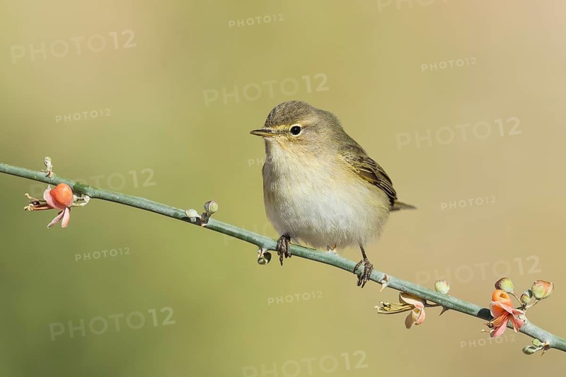 Common Chiffchaff (Phylloscopus collybita), Eilat, Israel