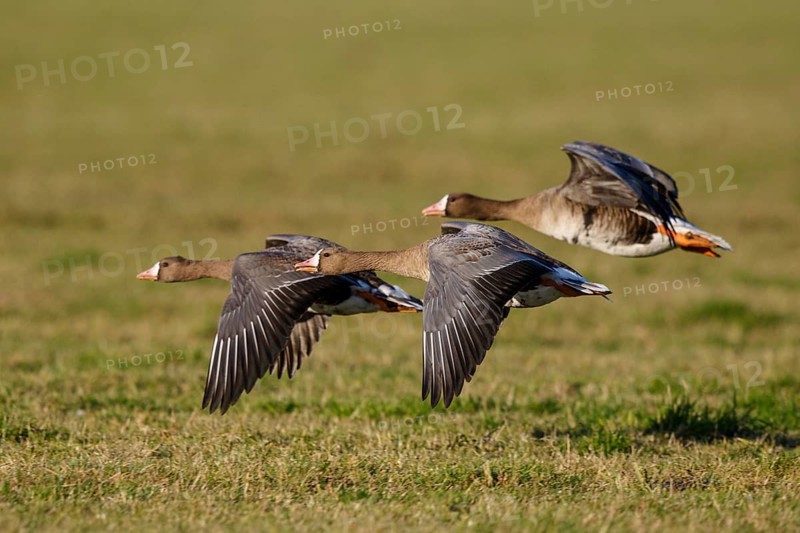 Greater White-fronted Goose (Anser albifrons) group flying, North Rhine-Westphalia, Germany