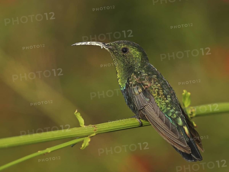 Green-throated Carib (Eulampis holosericeus), Antigua