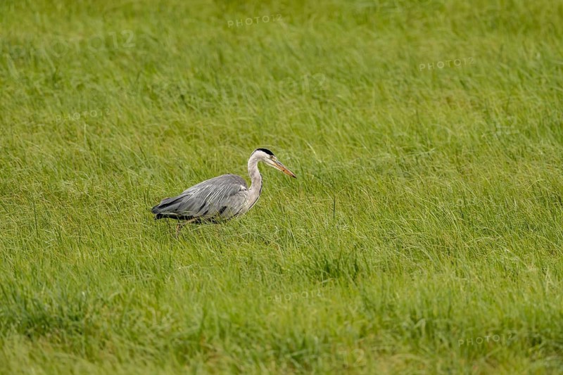 Grey heron (Ardea cinerea), Vulkaneifel, Rhineland-Palatinate, Germany