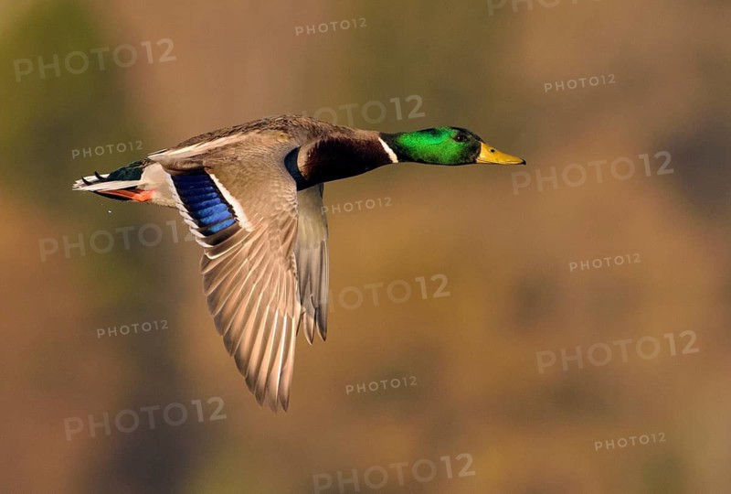 Mallard (Anas platyrhynchos) male flying, British Columbia, Canada