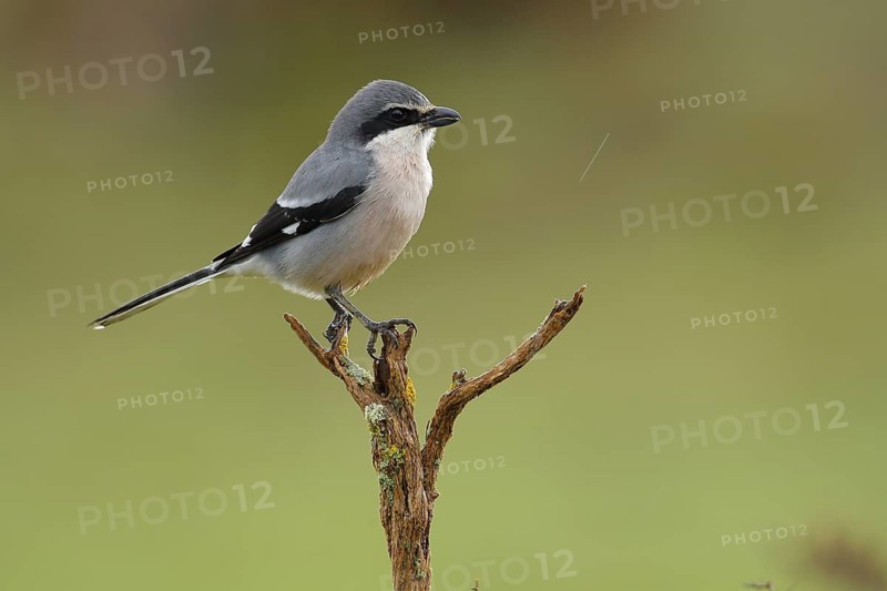 Southern Grey Shrike (Lanius meridionalis) male perched on a branch, Andalusia, Spain