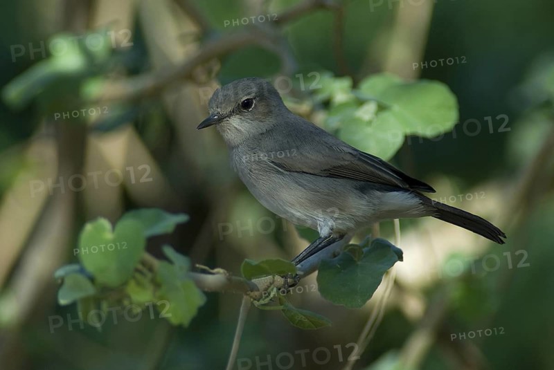 Blackstart (Oenanthe melanura), Oman