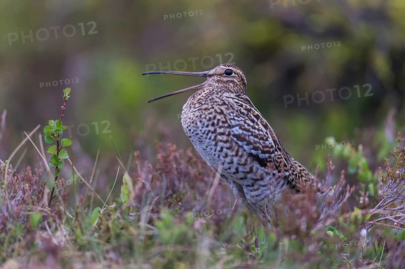 Doppelschnepfe (Gallinago media) Great snipe, male