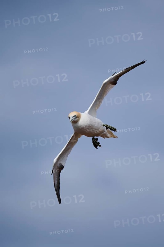 Northern gannet (Morus bassanus) flying over the sea, wildlife, Helgoland, Germany