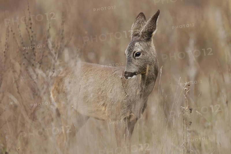A graceful roe deer stands attentively in a sunlit, grassy field, surrounded by tall, dry grass. The scene captures the natural beauty and tranquility of wildlife in its habitat
