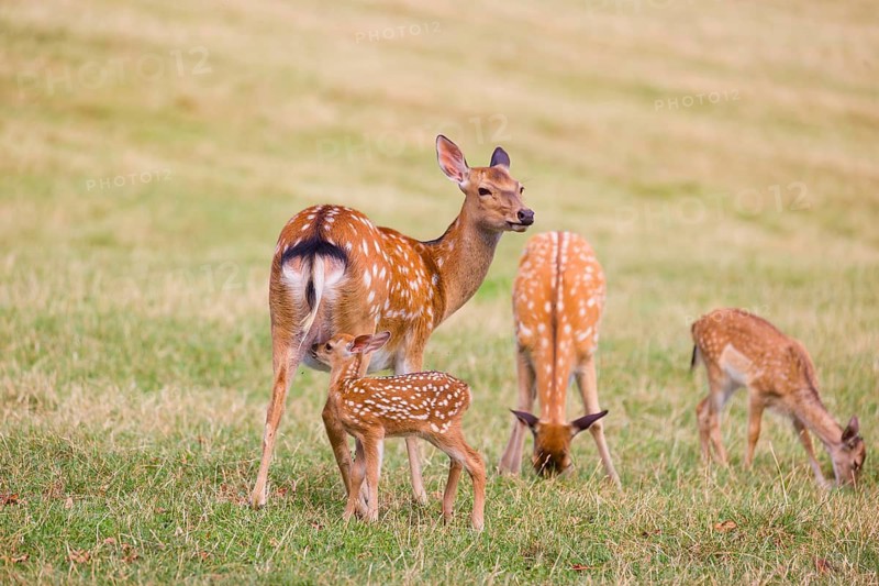 A Dybowski calf (Cervus nippon hortulorum) stands close to its mother in a green meadow and searches for the teats