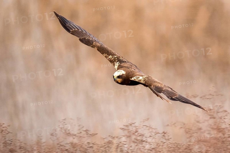 Western Marsh Harrier (Circus aeruginosus) female flying, Castile-La Mancha, Spain