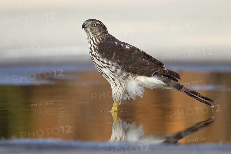 Cooper's Hawk (Accipiter cooperii), Florida, USA
