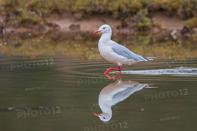 Slender-billed Gull (Chroicocephalus genei), Sardinia, Italy