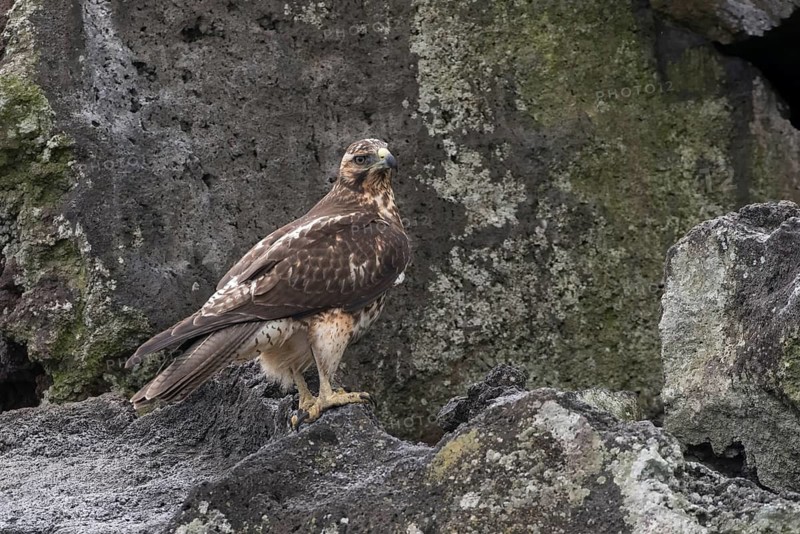 Galapagos Hawk (Buteo galapagoensis) juvenile perched on a rock, Galapagos, Ecuador