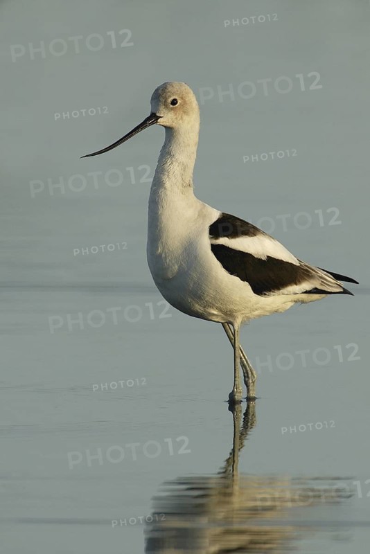 American Avocet (Recurvirostra americana), California, USA