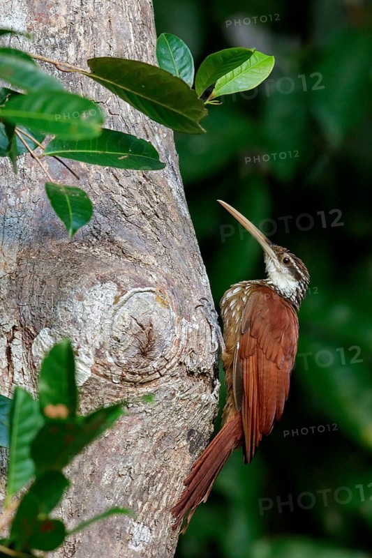 Long-billed Woodcreeper (Nasica longirostris) perched on a branch in the Amazon of Brazil