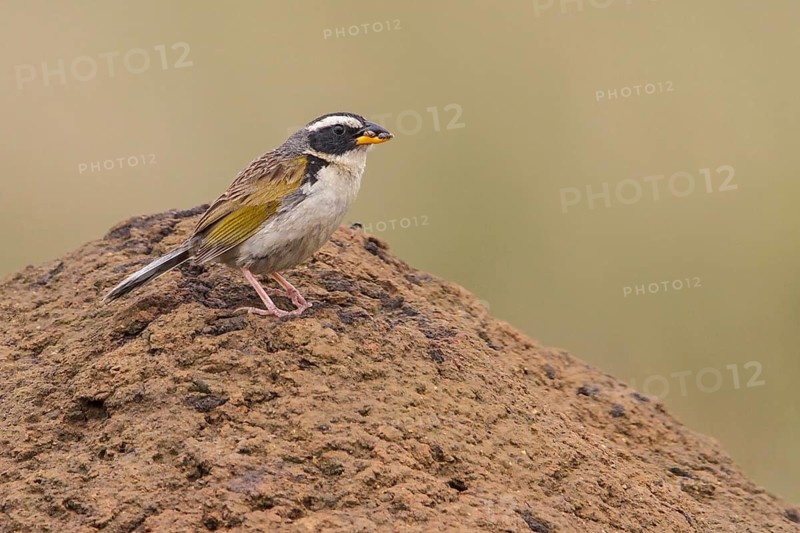 Black-masked Finch (Coryphaspiza melanotis) perched on a branch in the Atlantic rainforest of southeast Brazil