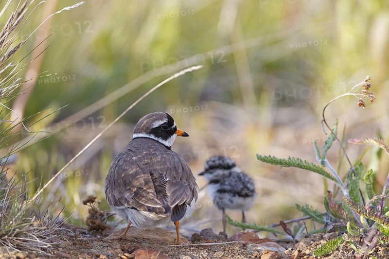 Common Ringed Plover (Charadrius hiaticula) with chick, Iceland