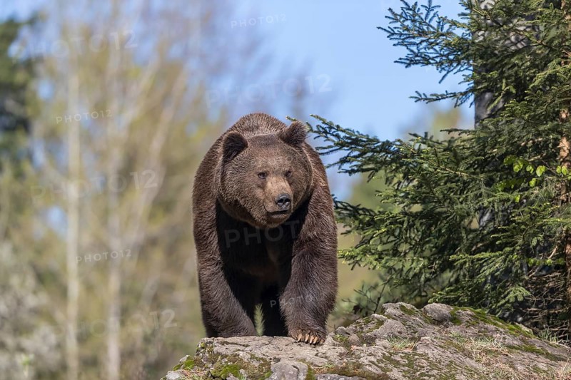 One adult male eurasian brown bear (Ursus arctos arctos) appearing behind mossy rocks in bright sunlight