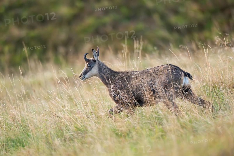 Chamois (Rupicapra rupicapra) on a meadow in the Vosges Mountains, wildlife, France