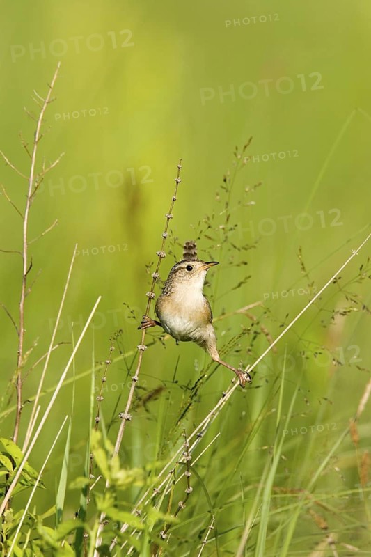 Sedge Wren Cistothorus platensis Appleton, Chippewa County, Minnesota, United States 29 May Adult Troglodytidae