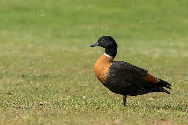 Australian Shelduck (Tadorna tadornoides) male, Tasmania, Australia