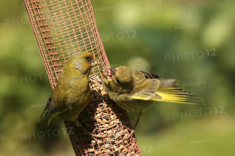 European Greenfinch (Chloris chloris) juvenile, Lower Saxony, Germany