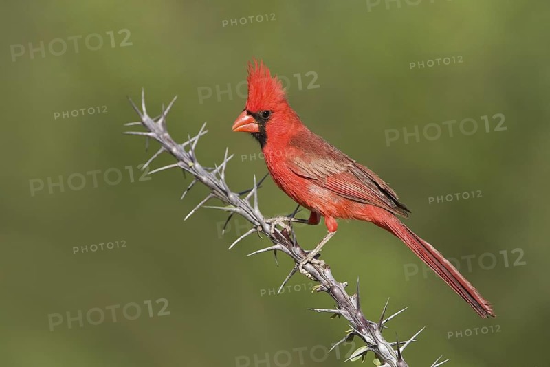 Northern Cardinal (Cardinalis cardinalis), Arizona, USA