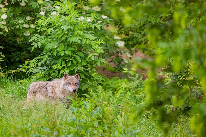 An adult male gray wolf (Canis lupus lupus) runs across a green meadow in hilly terrain