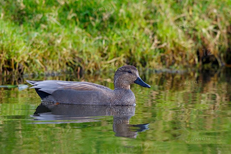 Gadwall (Mareca strepera) male, Netherlands