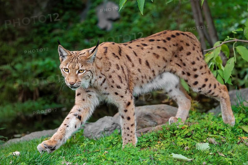 A Eurasian lynx (Lynx lynx) leaves the undergrowth, stalking something