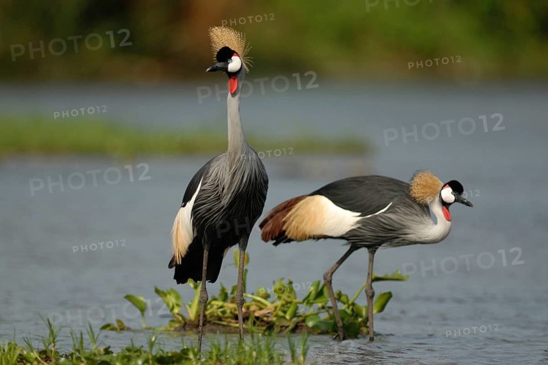 Grey Crowned Crane (Balearica regulorum), Uganda