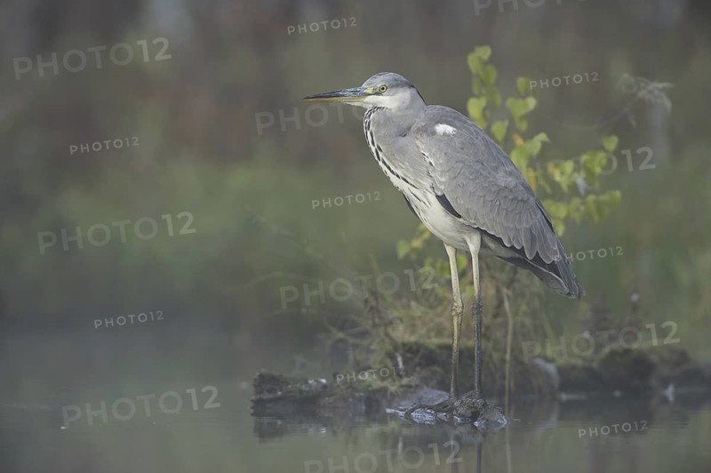 Grey Heron (Ardea cinerea), Saxony, Germany