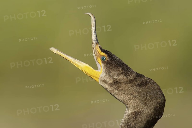 Double-crested Cormorant (Phalacrocorax auritus), Florida, USA