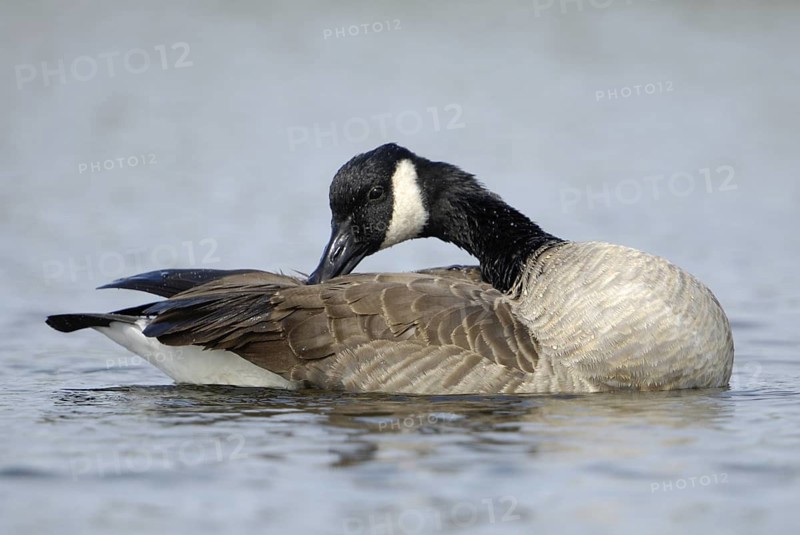 Canada Goose (Branta canadensis), New Jersey, USA