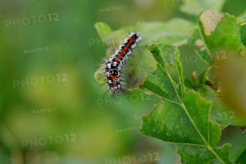 Swan (Sphrageidus similis), caterpillar, butterfly, hairy, leaf, colourful