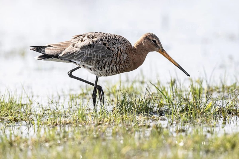 Black-tailed godwit (Limosa limosa), Lower Saxony, Germany