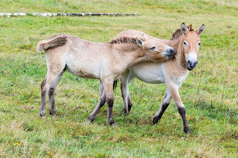 Przewalski's horse (Equus przewalski) capive Germany