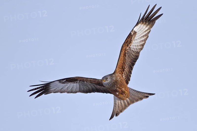 Red Kite (Milvus milvus) flying, Hesse, Germany