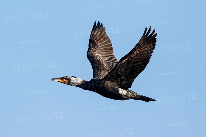 Great Cormorant (Phalacrocorax carbo) flying, Netherlands