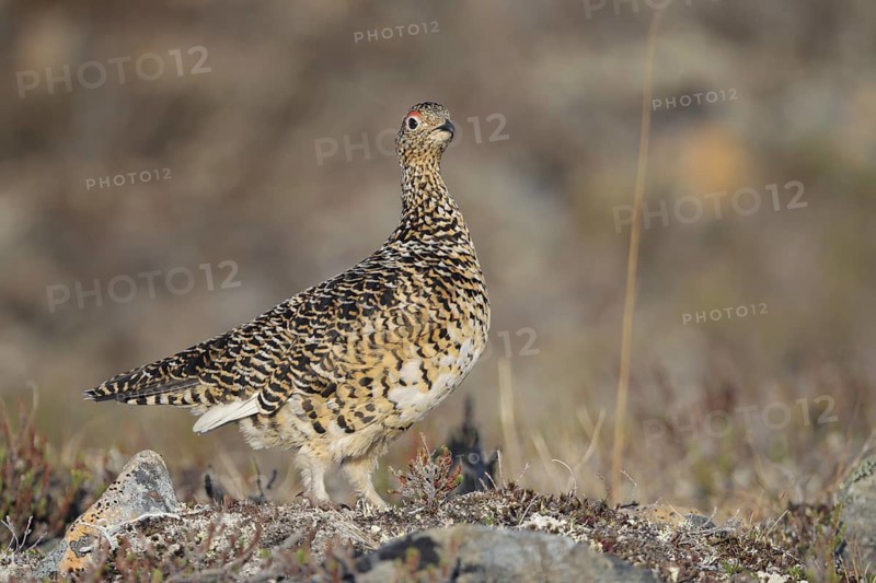 Rock Ptarmigan (Lagopus muta) female, Alaska, USA