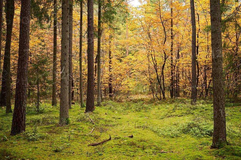 Colored trees in a European spruce (Picea abies) and Scots pine (Pinus sylvestris) forest in autumn, Bavaria, Germany