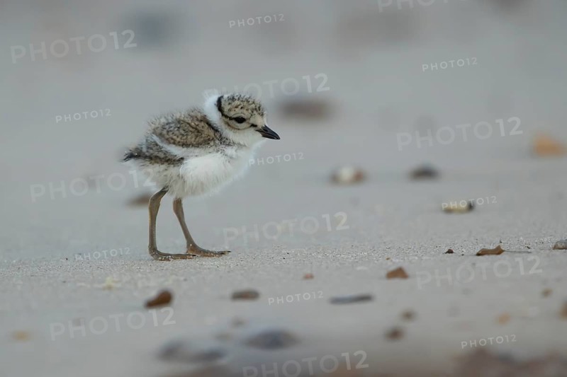 Ringed plover (Charadrius hiaticula) juvenile baby chick wading bird on a beach in summer, England, United Kingdom